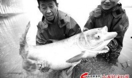 天津水产爆料事件最新,揭露海鲜市场惊人内幕，食品安全再引关注